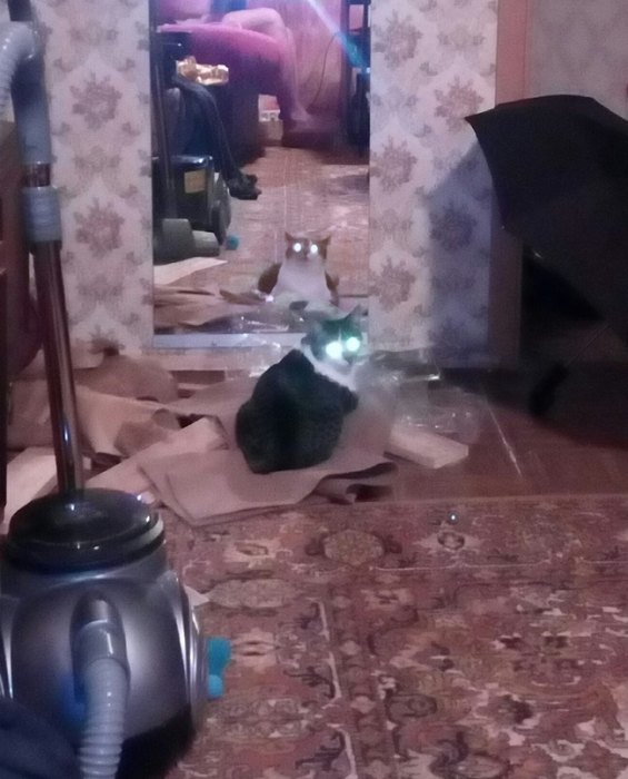 Забавные картинки