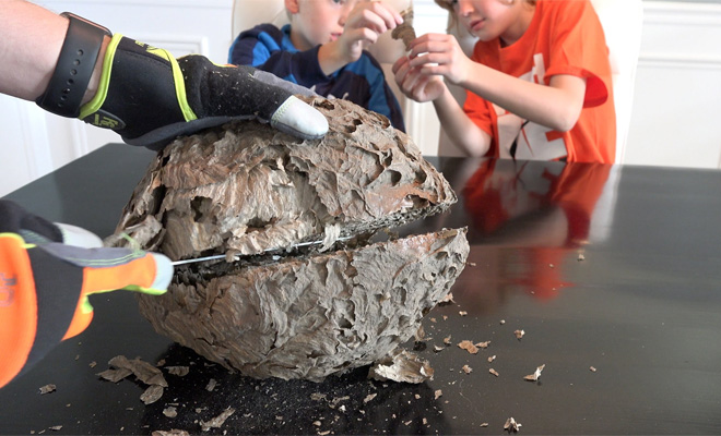 Осиное гнездо изнутри