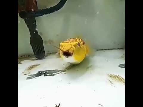  Надо быть как иглобрюх