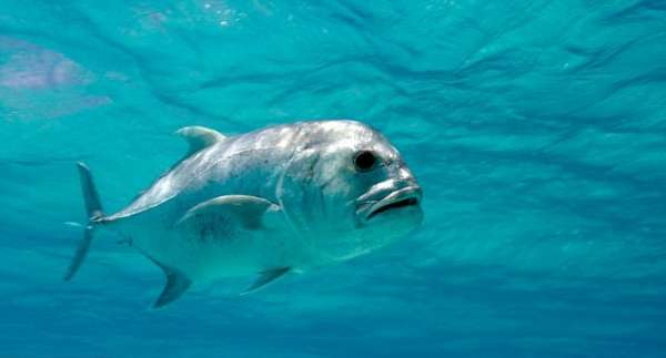 Рыба, которая ловит птиц