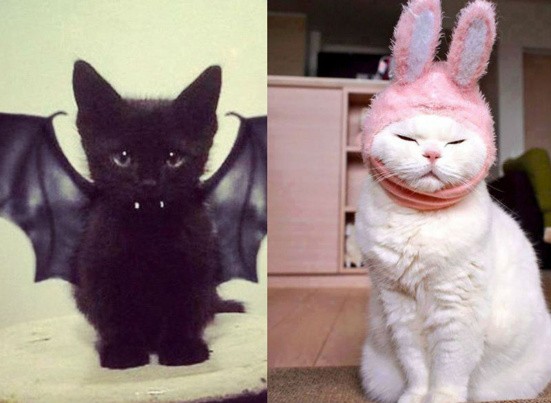 Как в разных странах мира зовут кошек