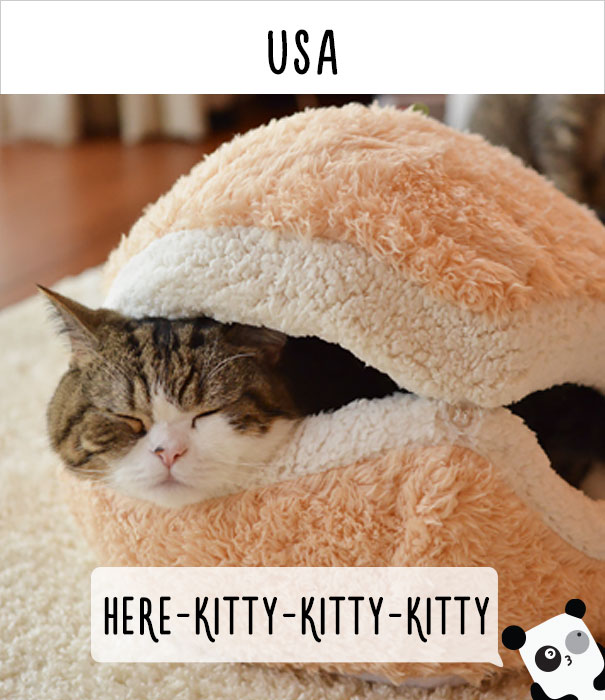 Как в разных странах мира зовут кошек