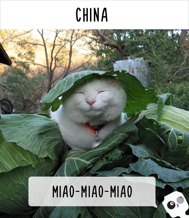 Как в разных странах мира зовут кошек