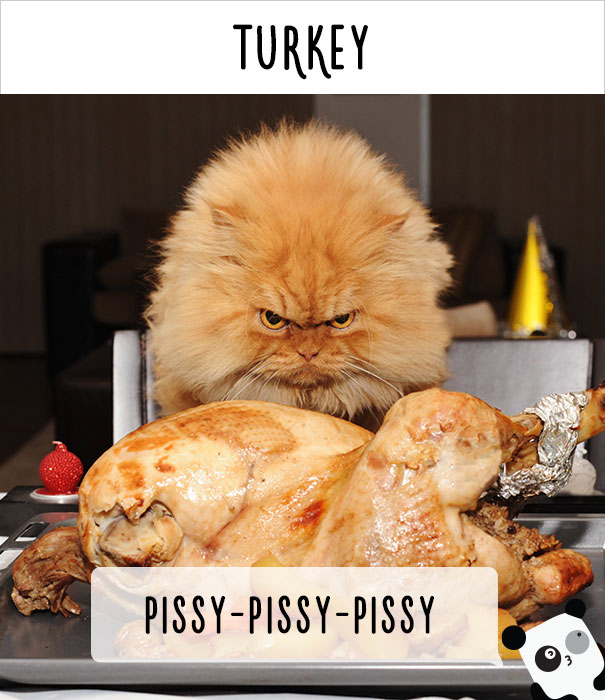 Как в разных странах мира зовут кошек