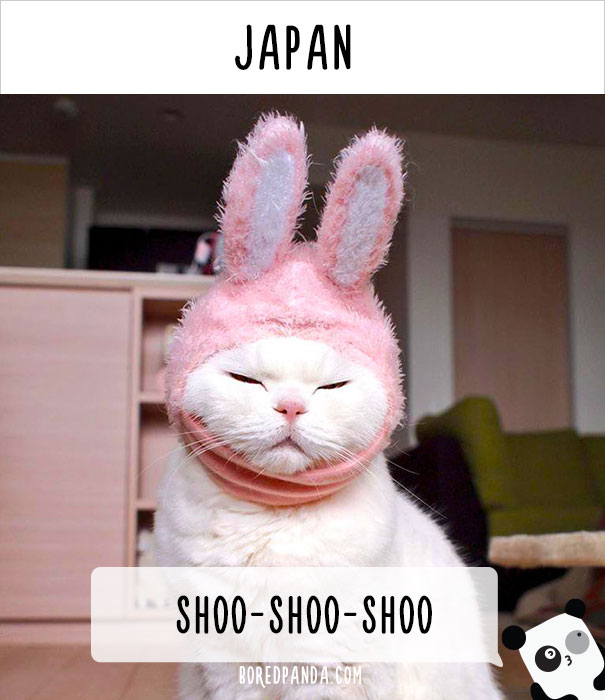 Как в разных странах мира зовут кошек