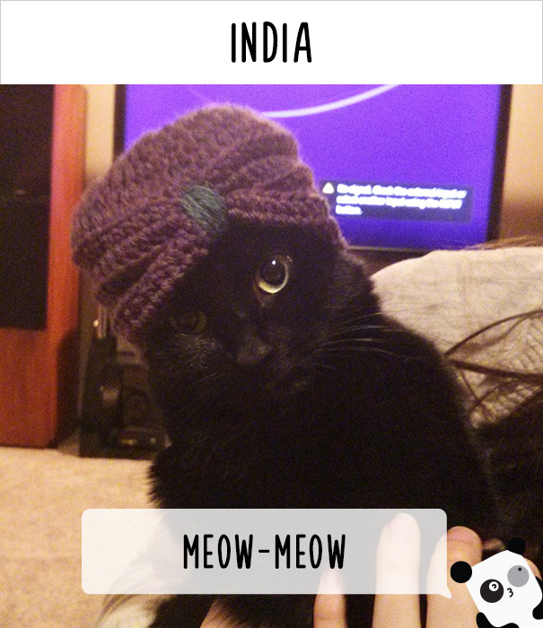 Как в разных странах мира зовут кошек