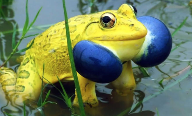 Лягушки монстры