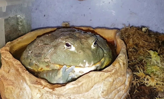 Лягушки монстры