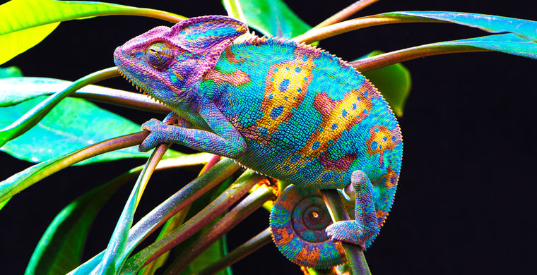 Зачем хамелеон меняет окраску