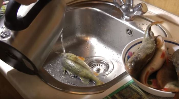 Метод чистки окуней без снятия шкуры