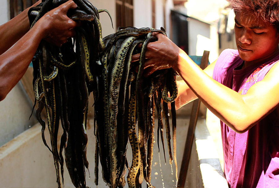 Как из кожи змеи делают сумки и туфли