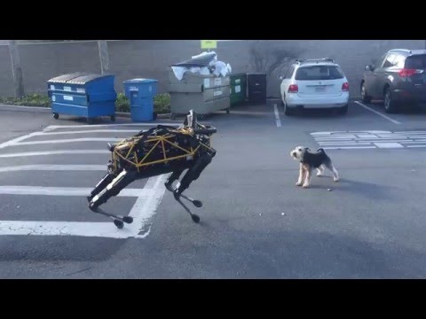 Столкновение двух миров: робот Boston Dynamics и собака!