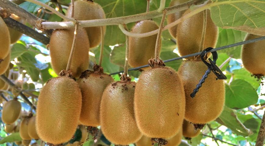 Как выращивают киви