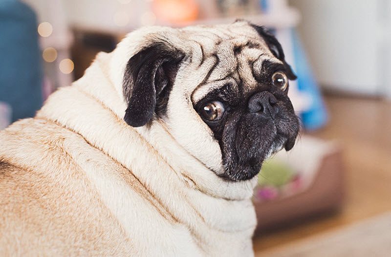 Запреты и табу в Швейцарии