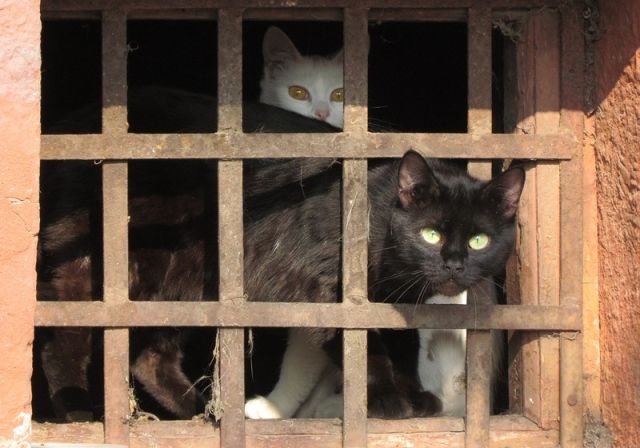 Дмитрий Медведев подписал постановление правительства, которое очень обрадует бездомных животных