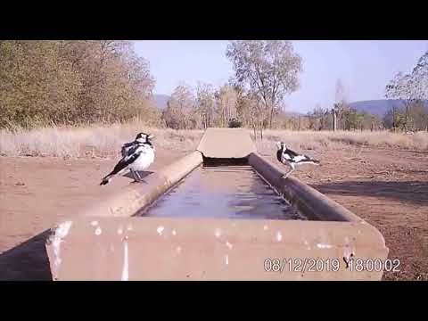 Поилка и фотоловушка