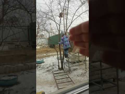 Спасение застрявшего на дереве кота