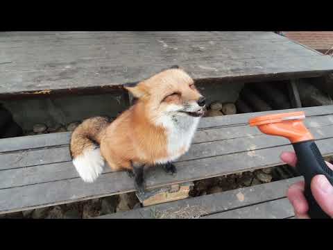 Лиса Алиса и щетка