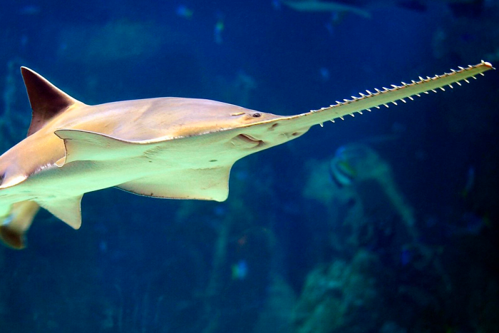 Зачем рыбе пила на носу, как она использует такой «инструмент»