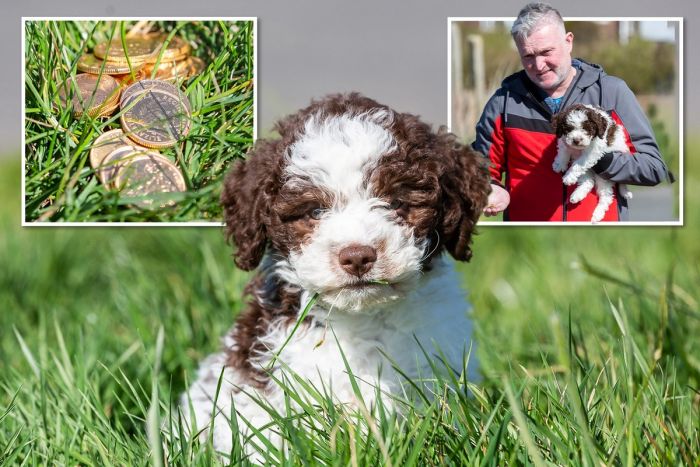 Щенок нашел старинные золотые монеты стоимостью £6 000