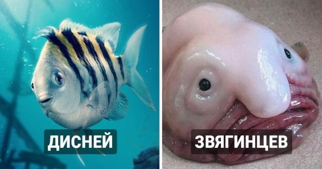 Флаундер из новой "Русалочки" рассмешил народ и попал в мемы