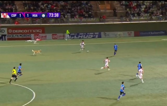 Ты за кого играешь, пес?