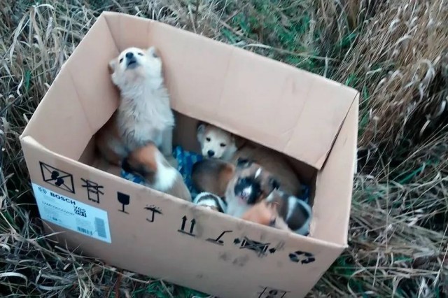 Совет Федерации одобрил закон, устанавливающий штрафы до 30 тысяч рублей за выброшенных домашних животных и до 200 тысяч рублей — за укусы