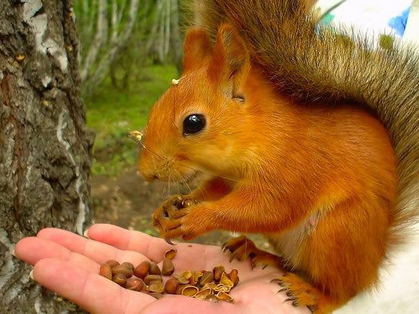 Мишустин включил кедровые орехи в перечень стратегически важных товаров