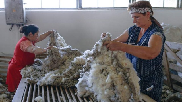 В РФ хотят ввести знак качества «Шерсть России»