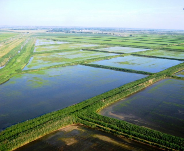 Минсельхоз намерен в течение трех лет удвоить объем урожая риса