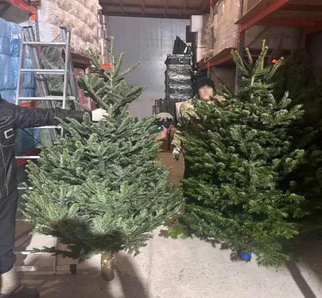 Семья из Москвы покинула квартиру из-за паутинных клещей под ёлкой