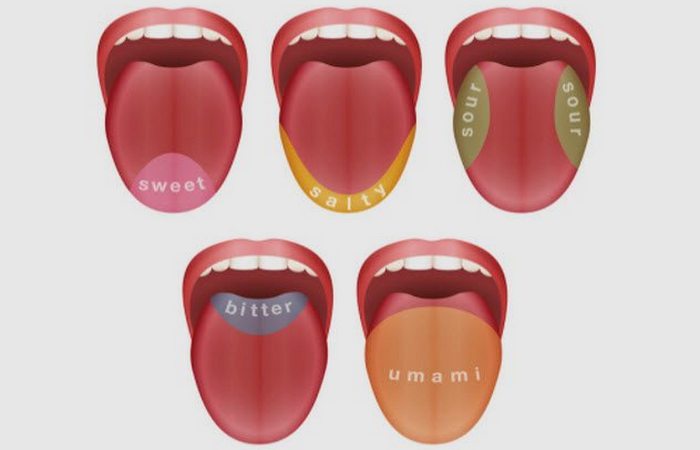 Любопытные факты о вкусовых ощущениях Любопытные факты о вкусовых ощущениях