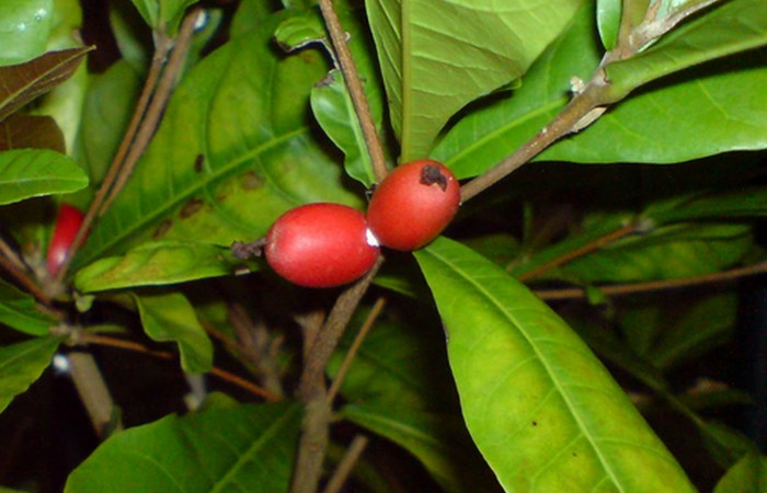 Любопытные факты о вкусовых ощущениях Любопытные факты о вкусовых ощущениях