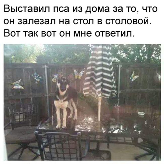 Юмор соцсетей