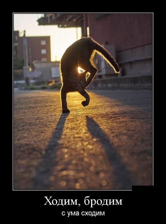 Демотиваторы