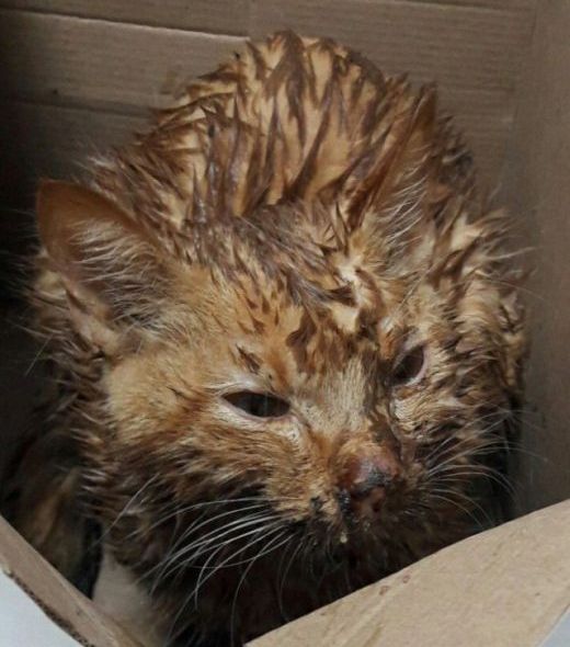 Милосердие как часть лечения