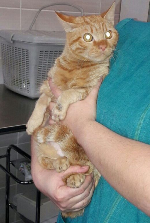 Милосердие как часть лечения