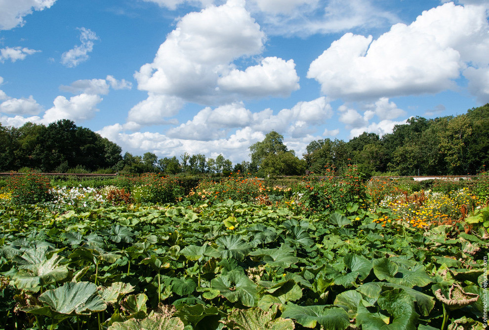 Лучший сад-огород в окрестностях Парижа Лучший сад-огород в окрестностях Парижа