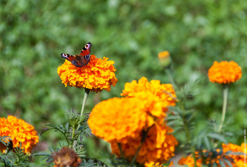 Лучший сад-огород в окрестностях Парижа Лучший сад-огород в окрестностях Парижа