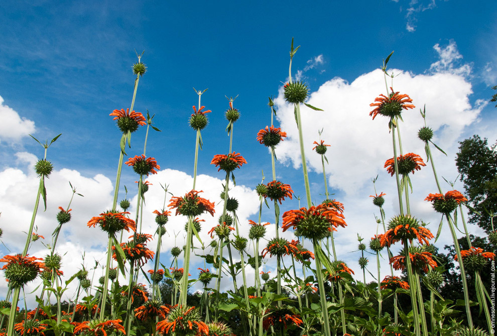 Лучший сад-огород в окрестностях Парижа Лучший сад-огород в окрестностях Парижа
