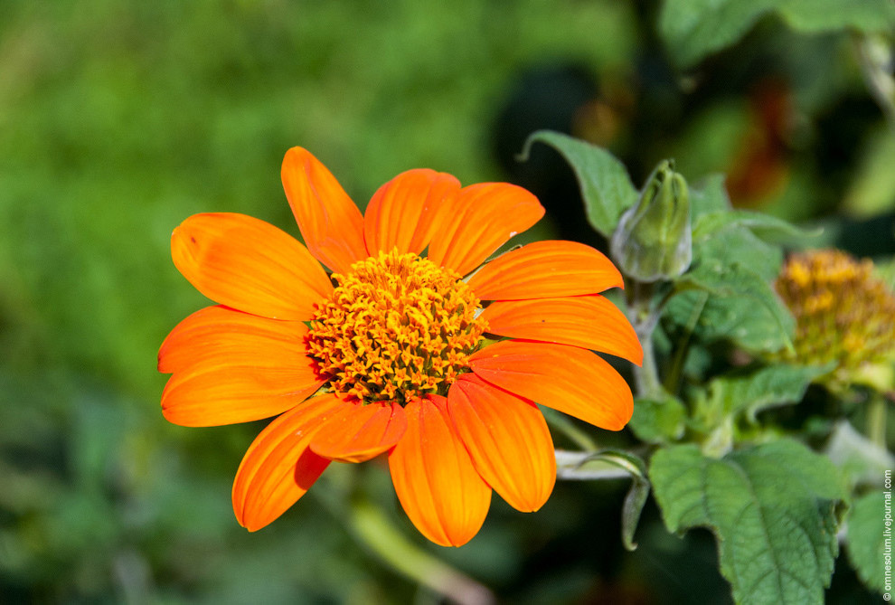 Лучший сад-огород в окрестностях Парижа Лучший сад-огород в окрестностях Парижа
