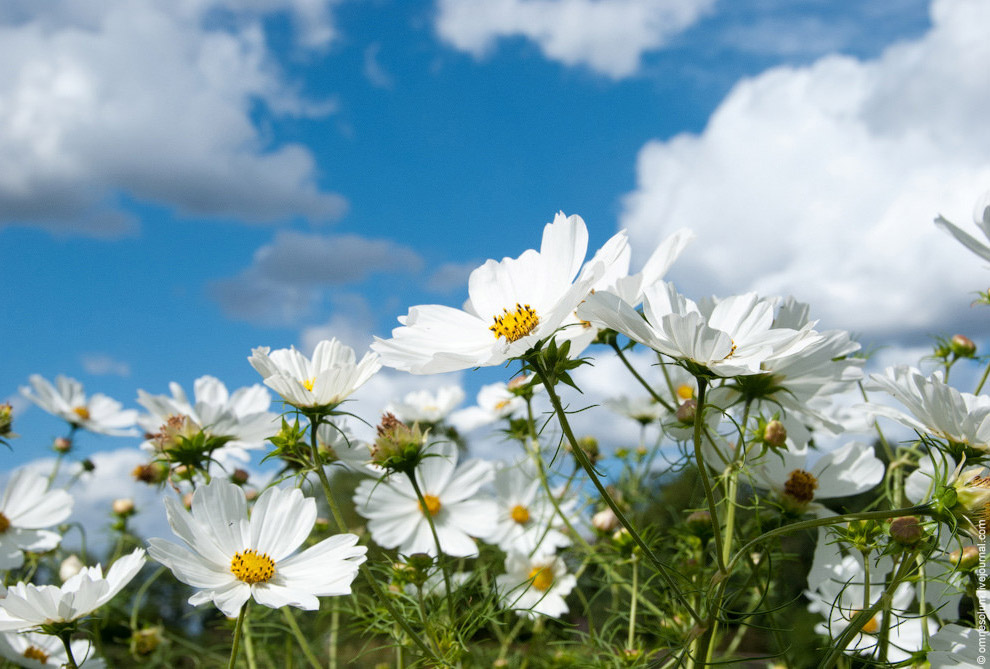 Лучший сад-огород в окрестностях Парижа Лучший сад-огород в окрестностях Парижа