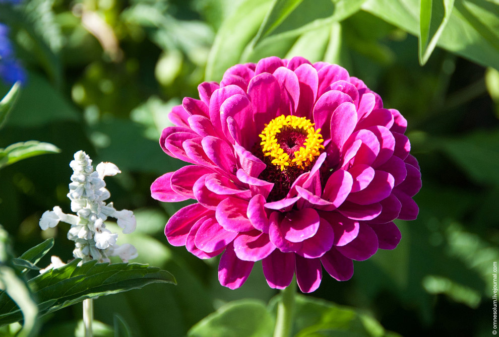 Лучший сад-огород в окрестностях Парижа Лучший сад-огород в окрестностях Парижа