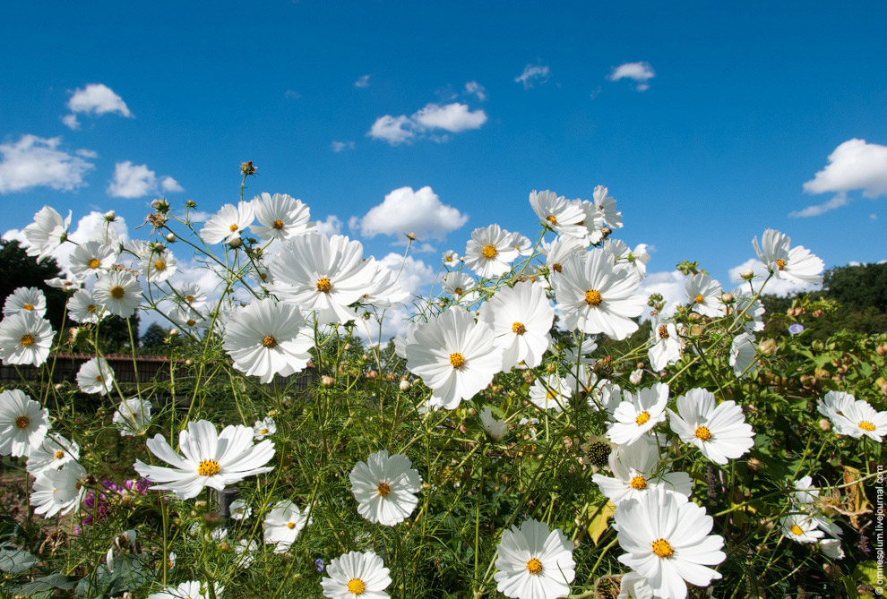 Лучший сад-огород в окрестностях Парижа Лучший сад-огород в окрестностях Парижа