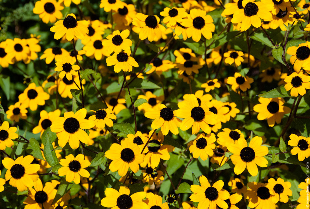 Лучший сад-огород в окрестностях Парижа Лучший сад-огород в окрестностях Парижа