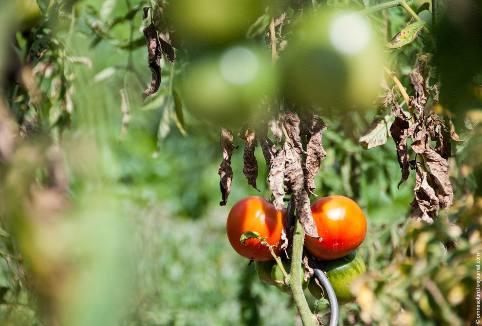 Лучший сад-огород в окрестностях Парижа Лучший сад-огород в окрестностях Парижа