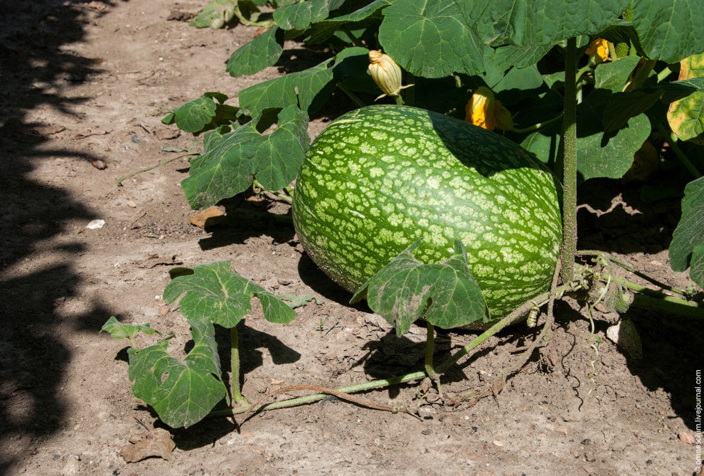 Лучший сад-огород в окрестностях Парижа Лучший сад-огород в окрестностях Парижа