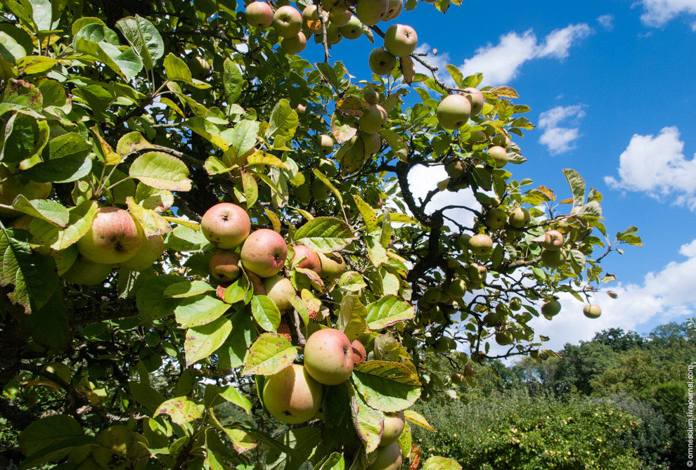 Лучший сад-огород в окрестностях Парижа Лучший сад-огород в окрестностях Парижа