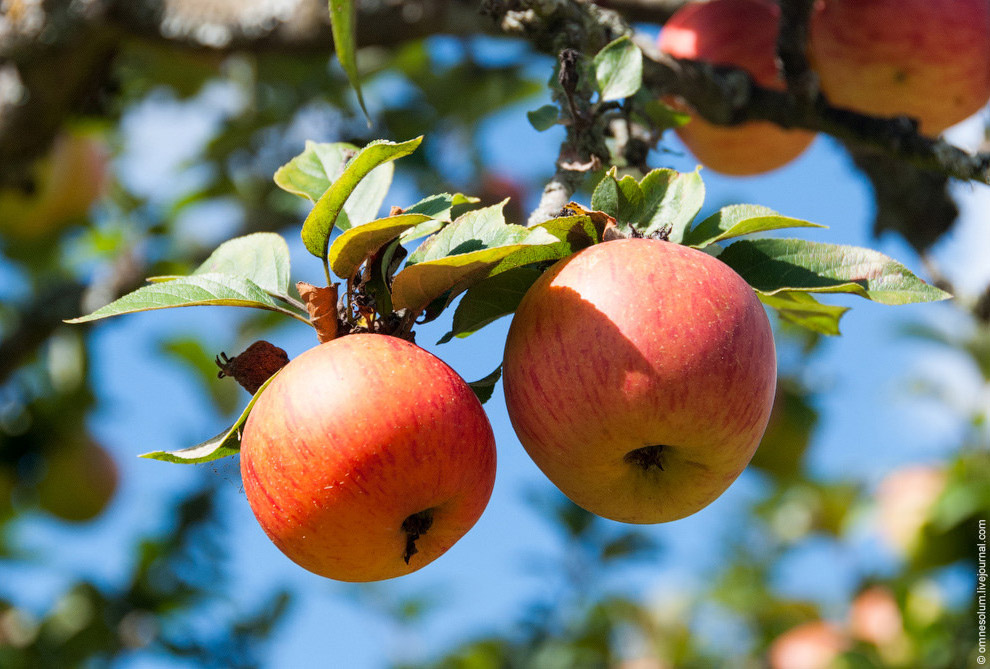 Лучший сад-огород в окрестностях Парижа Лучший сад-огород в окрестностях Парижа