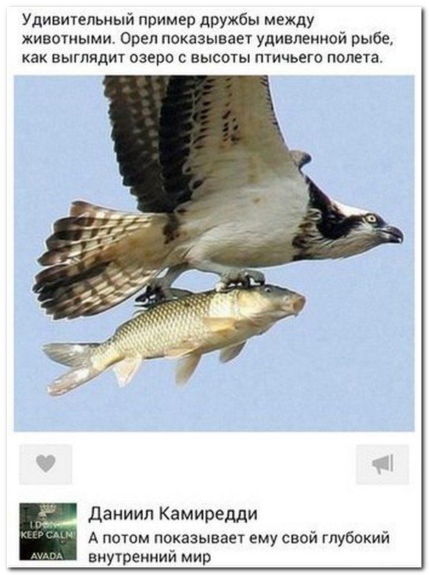 Смешные комментарии в социальных сетях  (40 фото)